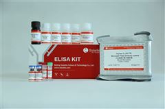SEKH-0036人白细胞介素25 （IL-25）ELISA试剂盒