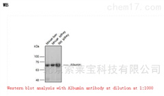 K106601PAnti-Albumin Polyclonal Antibody